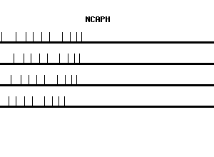 Human NCAPH qPCR primer set (NM_015341)