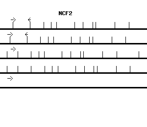 Human NCF2 qPCR primer set (NM_000433)