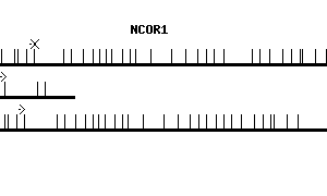 Human NCOR1 qPCR primer set (NM_006311)