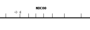 Human NDC80 qPCR primer set (NM_006101)