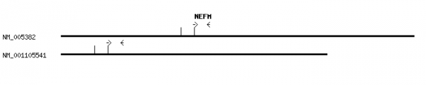 Human NEFM qPCR primer set (NM_005382)