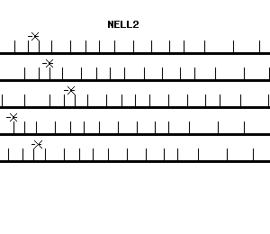 Human NELL2 qPCR primer set (NM_006159)