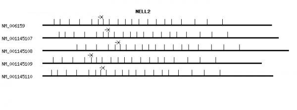 Human NELL2 qPCR primer set (NM_006159)