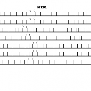Human NFKB1 qPCR primer set (NM_003998)