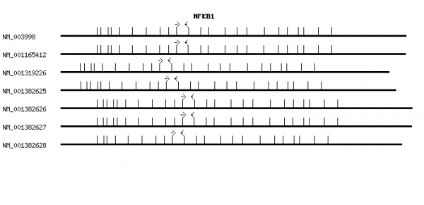 Human NFKB1 qPCR primer set (NM_003998)