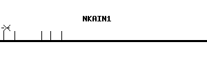 Human NKAIN1 qPCR primer set (NM_024522)