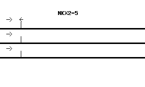 Human NKX2-5 qPCR primer set (NM_004387)