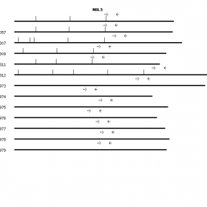 Human NOL3 qPCR primer set (NM_003946)