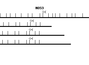 Human NOS3 qPCR primer set (NM_000603)