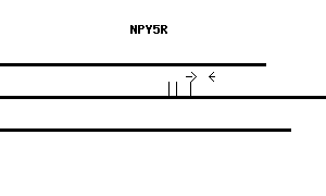 Human NPY5R qPCR primer set (NM_006174)