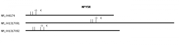 Human NPY5R qPCR primer set (NM_006174)