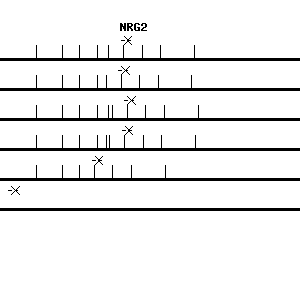 Human NRG2 qPCR primer set (NM_004883)