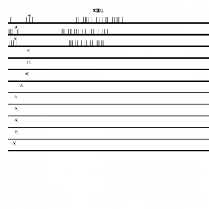 Human NSD1 qPCR primer set (NM_022455)