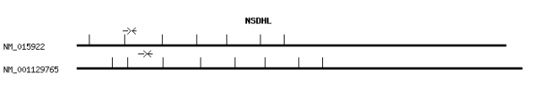 Human NSDHL qPCR primer set (NM_015922)