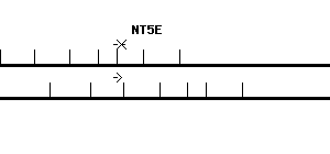 Human NT5E qPCR primer set (NM_002526)