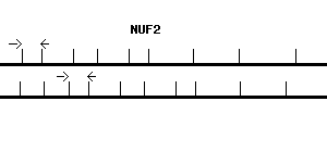 Human NUF2 qPCR primer set (NM_031423)