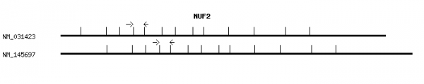 Human NUF2 qPCR primer set (NM_031423)