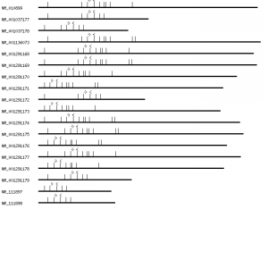 Mouse Nfatc2 qPCR primer set (NM_010899)