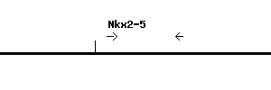 Mouse Nkx2-5 qPCR primer set (NM_008700)