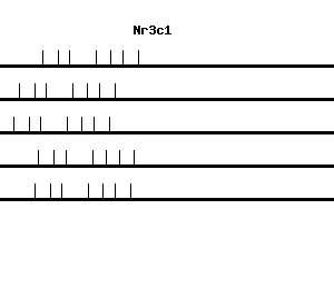 Mouse Nr3c1 qPCR primer set (NM_008173)