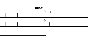 Human OAS2 qPCR primer set (NM_002535)