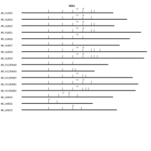 Human OGG1 qPCR primer set (NM_002542)