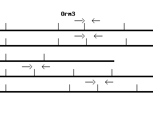 Mouse Orm3 qPCR primer set (NM_013623)