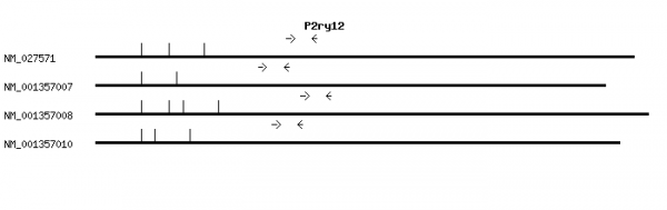 Mouse P2ry12 qPCR primer set (NM_027571)