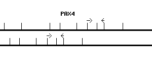 Human PAX4 qPCR primer set (NM_001366110)