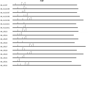 Human PCNP qPCR primer set (NM_020357)