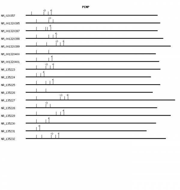Human PCNP qPCR primer set (NM_020357)
