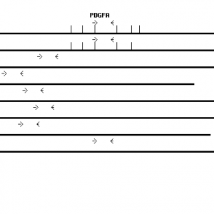 Human PDGFA qPCR primer set (NM_002607)