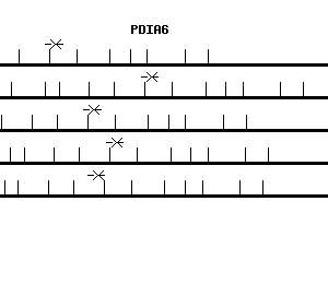 Human PDIA6 qPCR primer set (NM_005742)