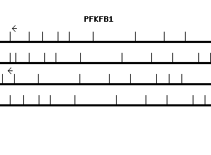 Human PFKFB1 qPCR primer set (NM_002625)