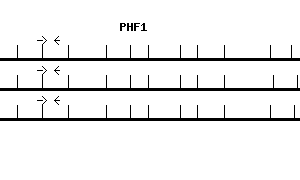 Human PHF1 qPCR primer set (NM_002636)