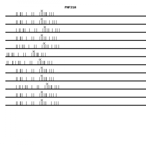 Human PHF21A qPCR primer set (NM_016621)