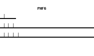 Human PHF6 qPCR primer set (NM_032335)