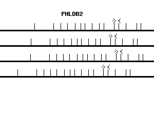 Human PHLDB2 qPCR primer set (NM_145753)