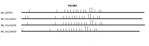 Human PHLDB2 qPCR primer set (NM_145753)