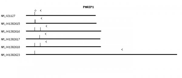 Human PMAIP1 qPCR primer set (NM_021127)
