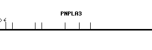 Human PNPLA3 qPCR primer set (NM_025225)