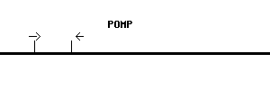 Human POMP qPCR primer set (NM_015932)