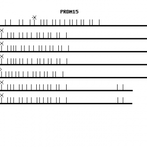 Human PRDM15 qPCR primer set (NM_022115)