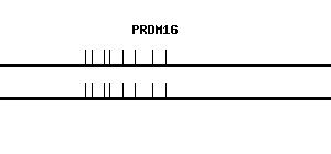 Human PRDM16 qPCR primer set (NM_022114)