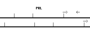 Human PRL qPCR primer set (NM_000948)