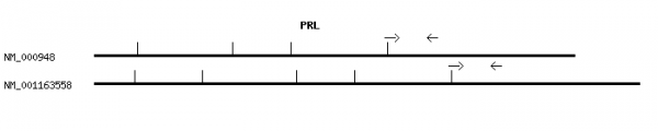Human PRL qPCR primer set (NM_000948)