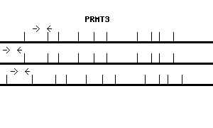 Human PRMT3 qPCR primer set (NM_005788)