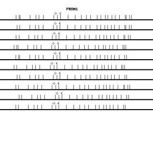 Human PROM1 qPCR primer set (NM_006017)