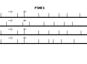 Human PSME1 qPCR primer set (NM_006263)