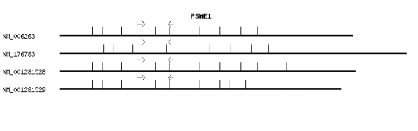 Human PSME1 qPCR primer set (NM_006263)
